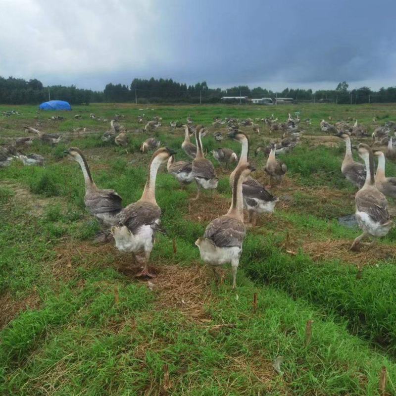 清远市【乌宗鹅】超好吃一手货源保质保量诚信经营