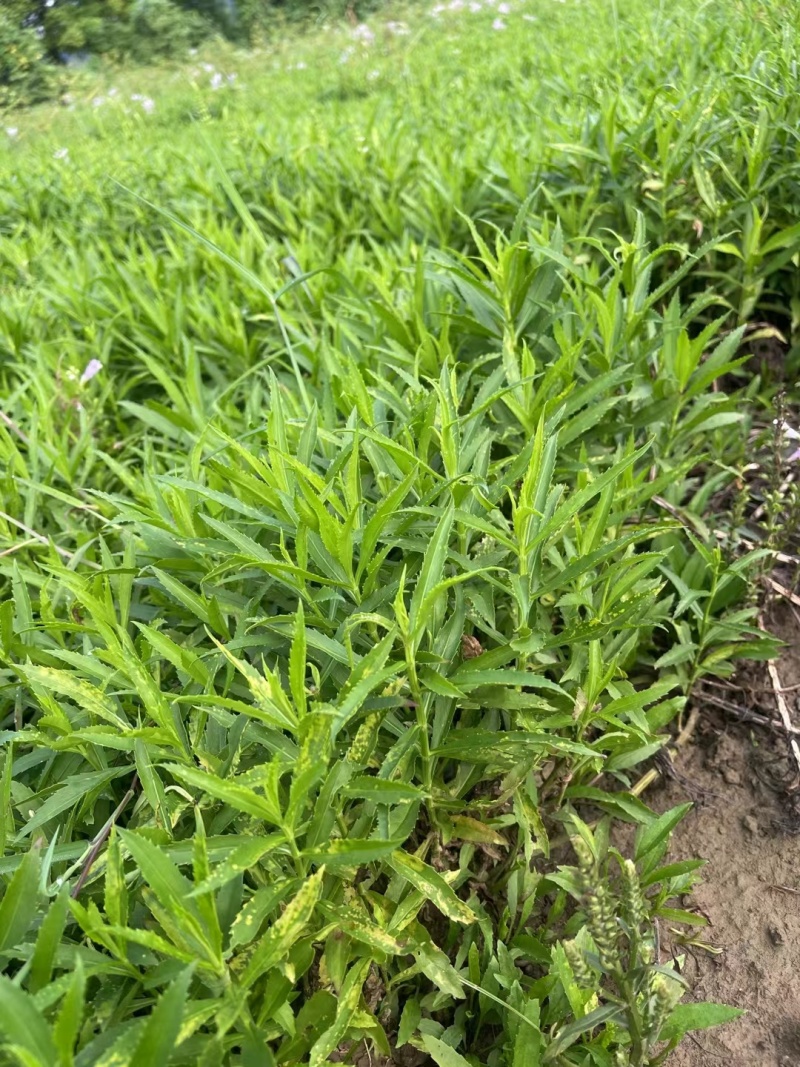 假龙头颜色鲜艳花型好看大量有货欢迎来电