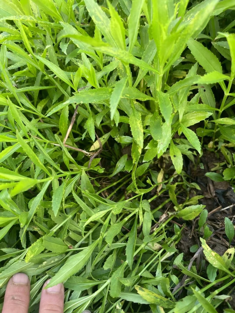 假龙头颜色鲜艳花型好看大量有货欢迎来电