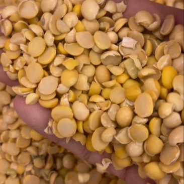 碎黄豆