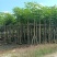 红花风铃木各种规格移植苗袋苗