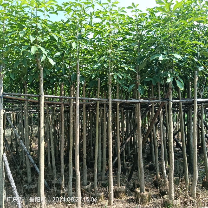 红花风铃木各种规格移植苗袋苗