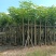红花风铃木各种规格移植苗袋苗