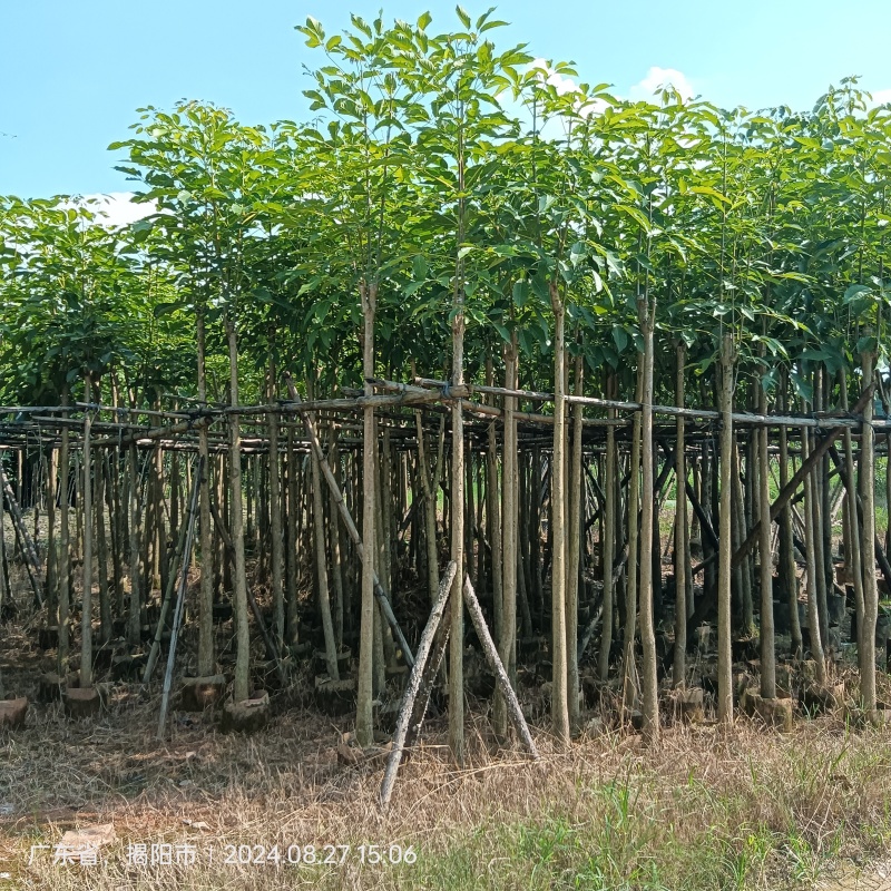 红花风铃木各种规格移植苗袋苗