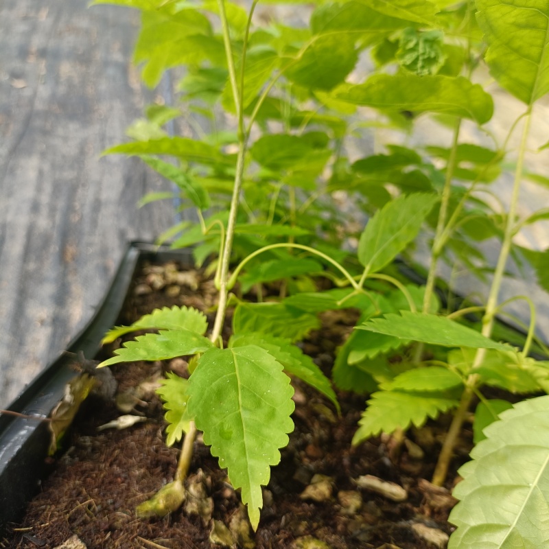 紫花风铃木小苗风铃木苗不包邮量大从优欢迎选购咨询