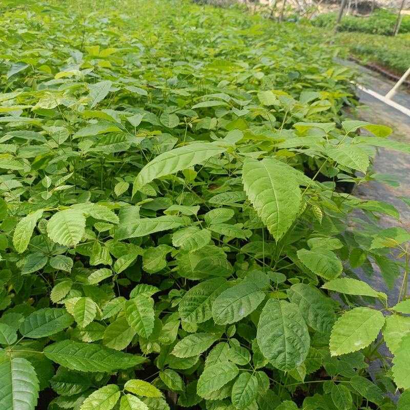 紫花风铃木小苗风铃木苗不包邮量大从优欢迎选购咨询