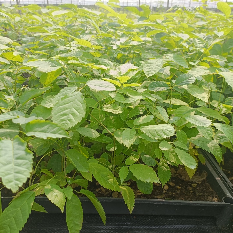 紫花风铃木小苗风铃木苗不包邮量大从优欢迎选购咨询