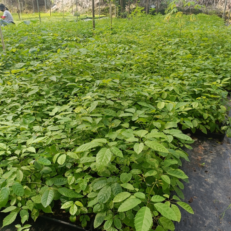 紫花风铃木小苗风铃木苗不包邮量大从优欢迎选购咨询