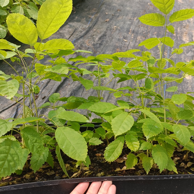 紫花风铃木小苗风铃木苗不包邮量大从优欢迎选购咨询