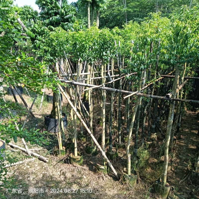 铁冬青原生苗各种规格移植苗，袋苗围板苗