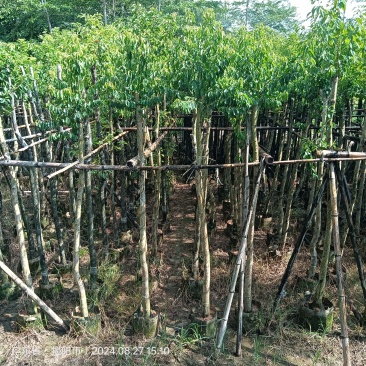 铁冬青原生苗各种规格移植苗，袋苗围板苗