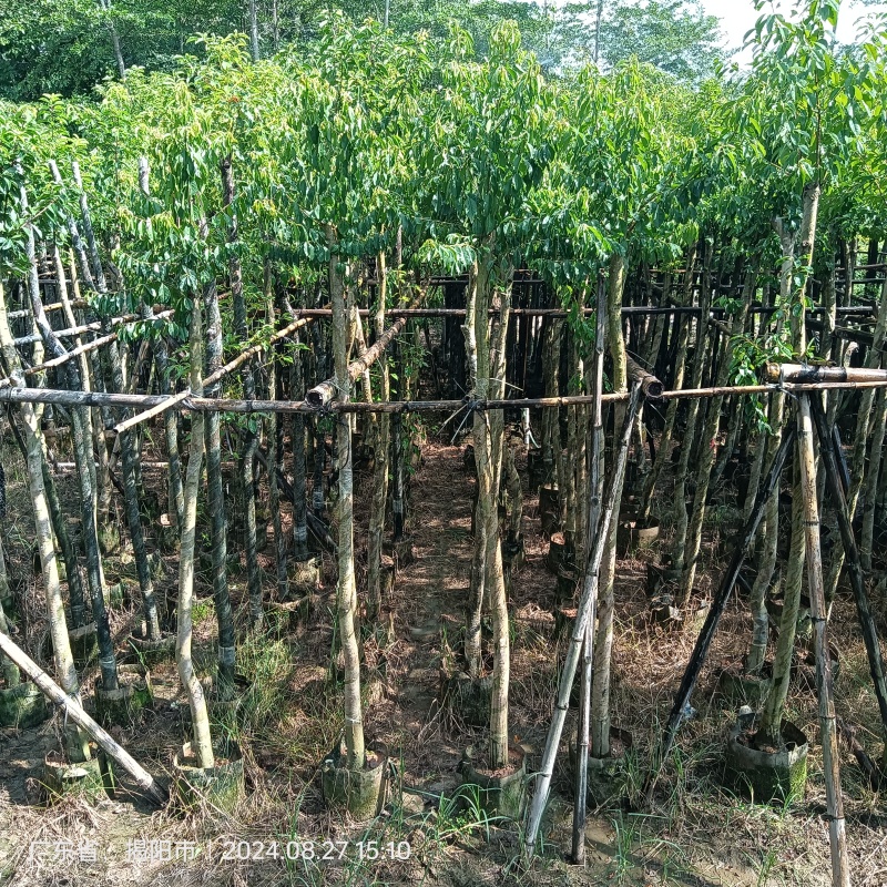 铁冬青原生苗各种规格移植苗，袋苗围板苗