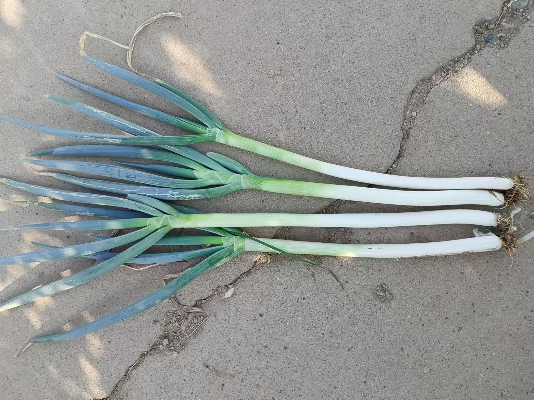 大葱与其他蔬菜搭配的健康餐盘