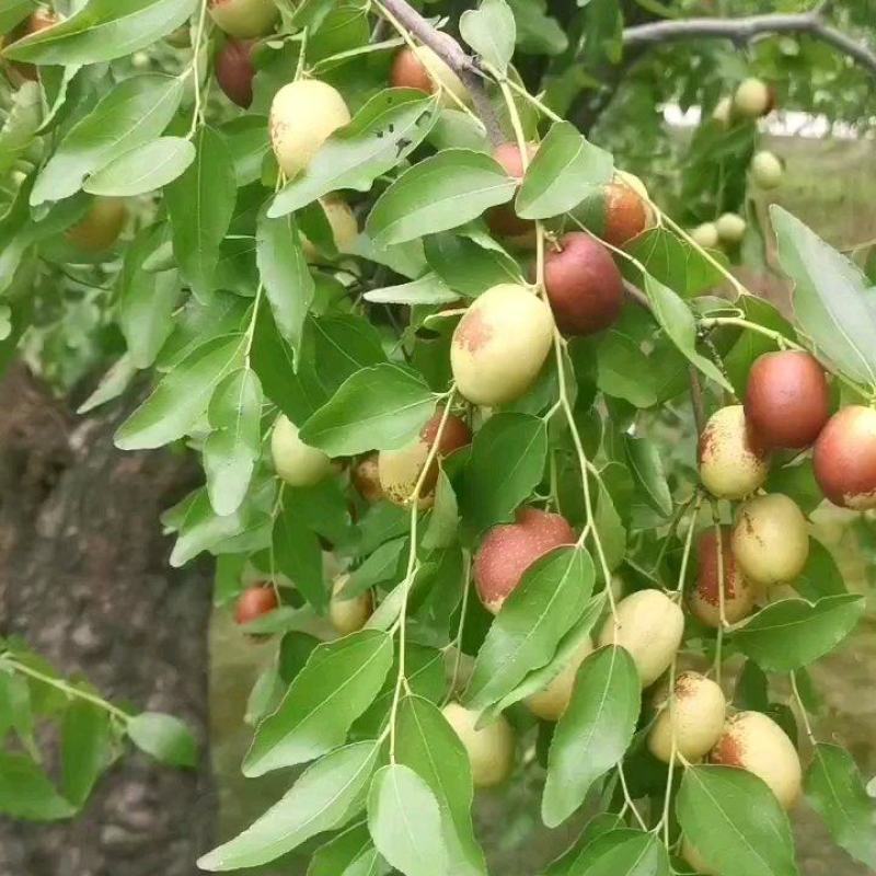 沧州金丝小枣