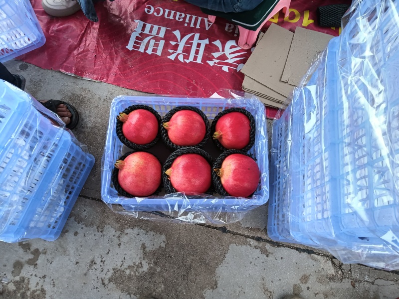 黑籽酸甜石榴