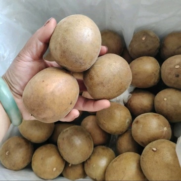 罗汉果产区直发保质保量货量充足欢迎电话联系