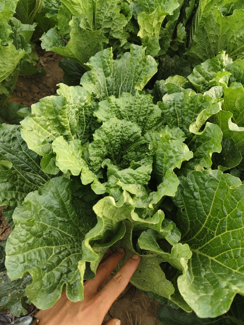 黄心大白菜