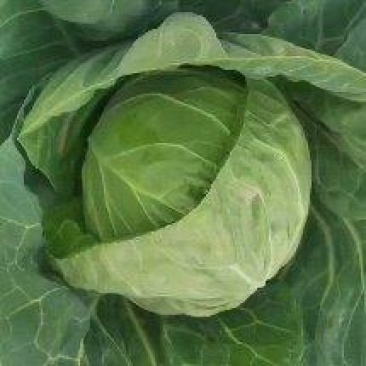 宁夏中卫甘蓝绿甘蓝圆包菜大量供应全国代发