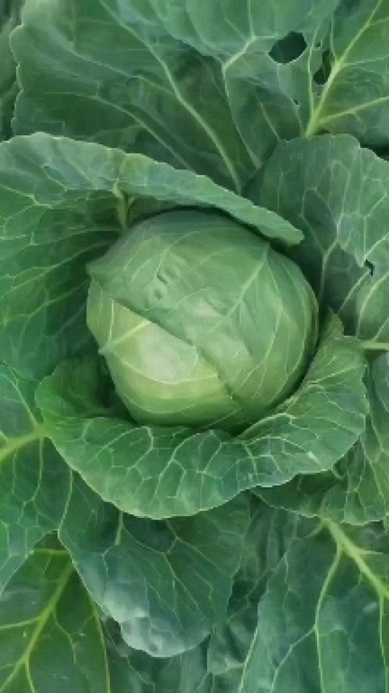 宁夏中卫甘蓝绿甘蓝圆包菜大量供应全国代发