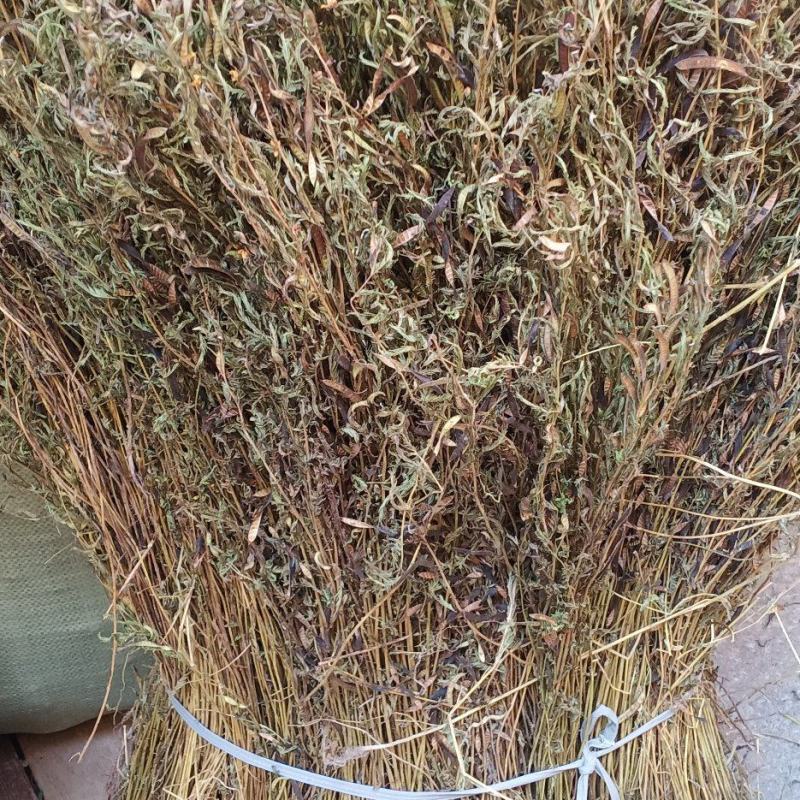 软肝草新货上市整条丶切段一手货源量大忧惠