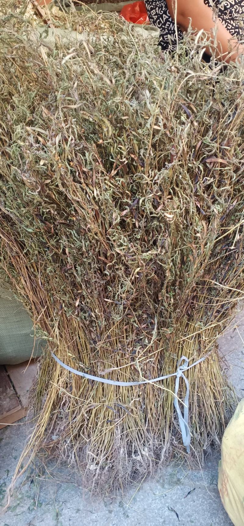 软肝草新货上市整条丶切段一手货源量大忧惠