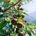 山茶果茶子果茶油果新鲜大量上市