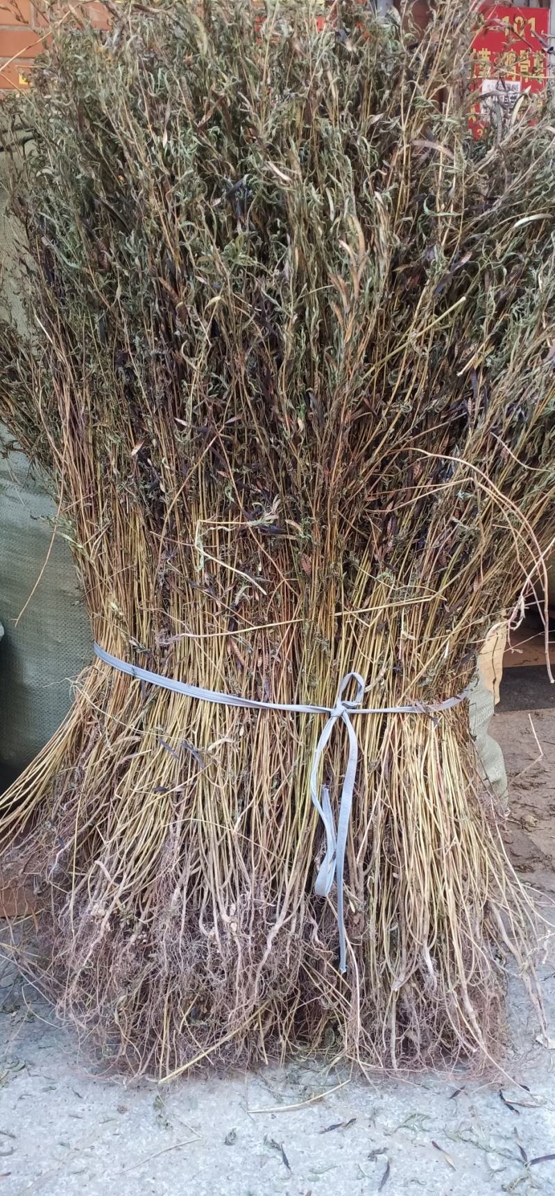 软肝草新货上市整条丶切段一手货源量大忧惠