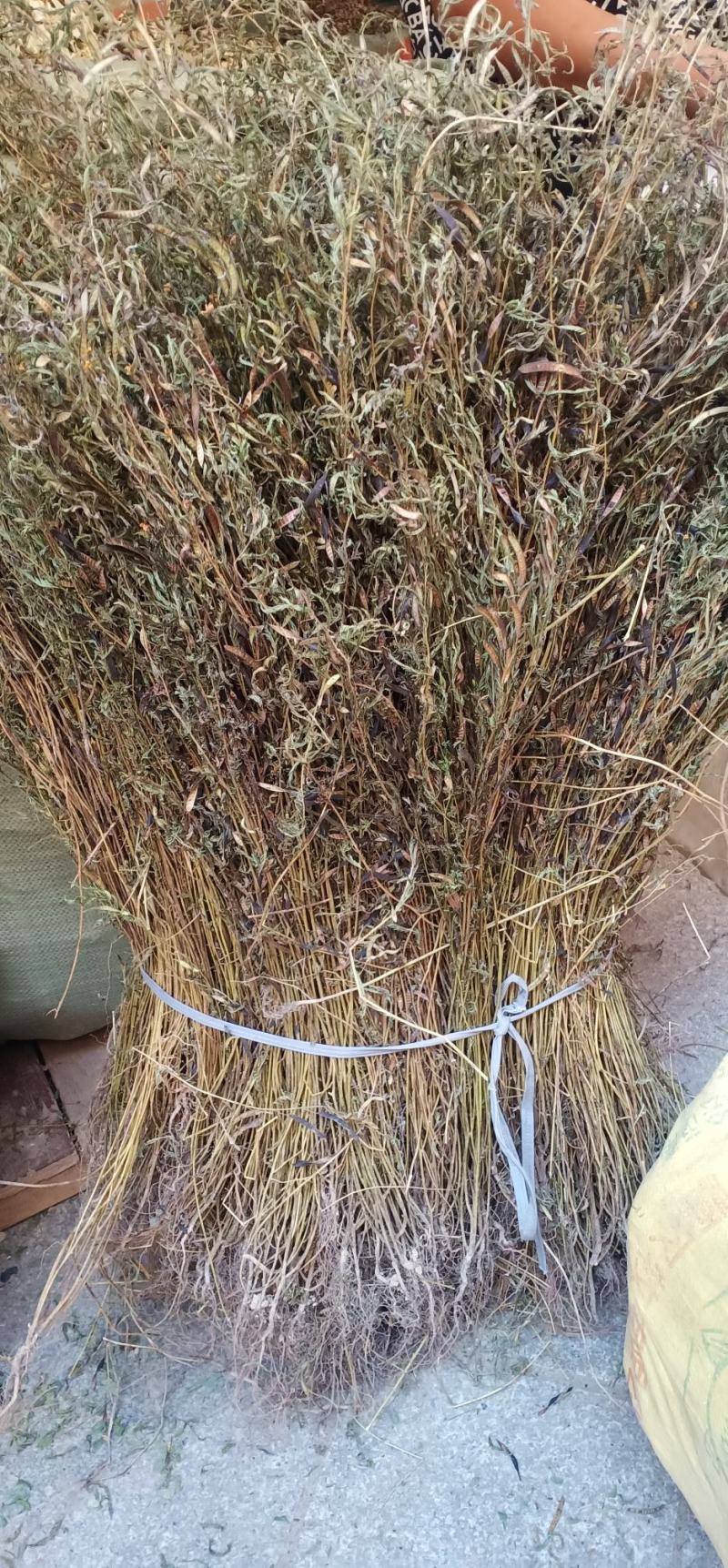软肝草新货上市整条丶切段一手货源量大忧惠