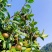 山茶果茶子果茶油果新鲜大量上市