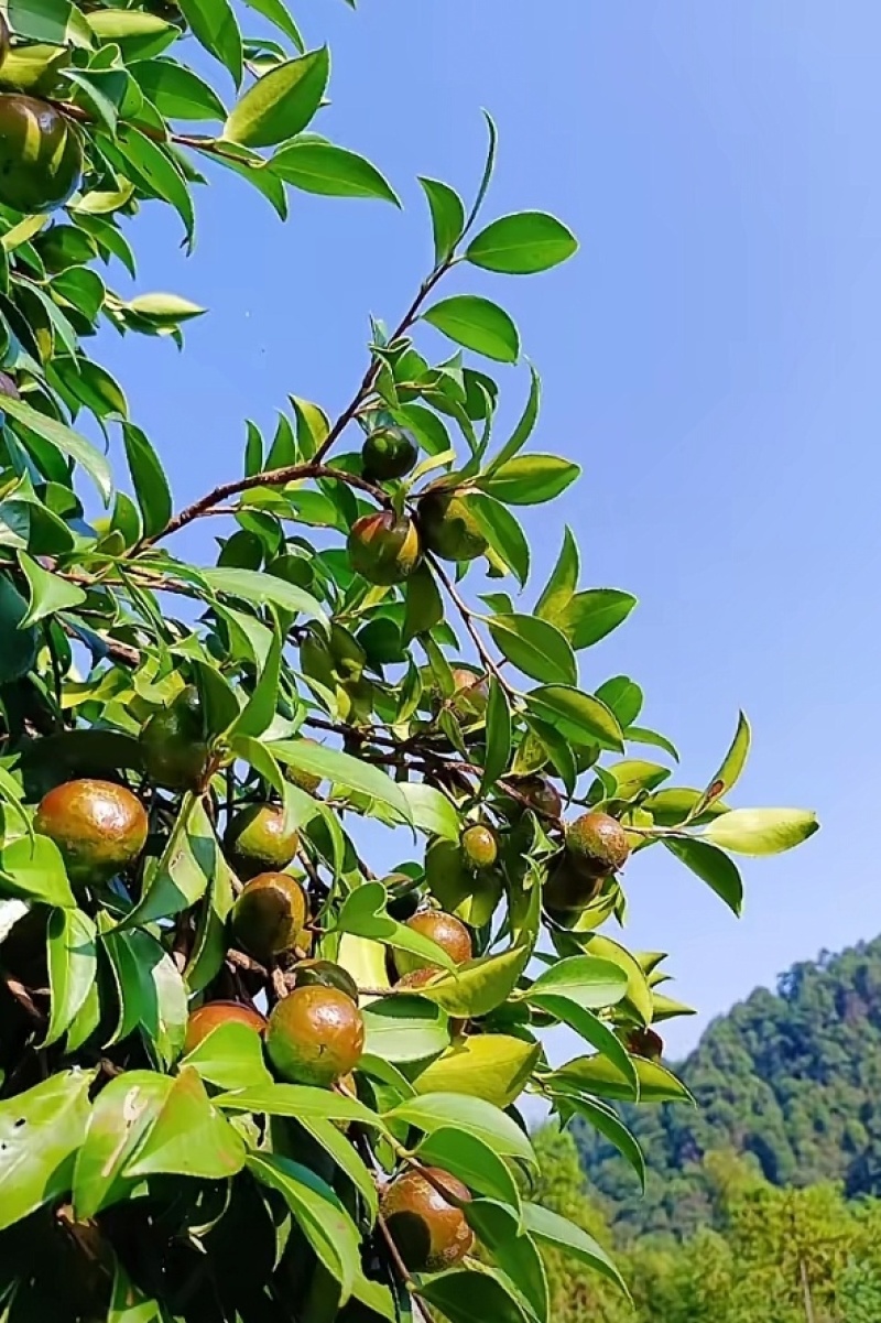 山茶果茶子果茶油果新鲜大量上市