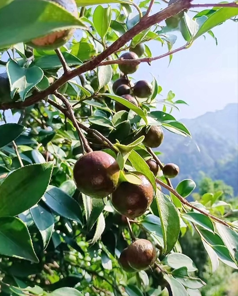 山茶果茶子果茶油果新鲜大量上市