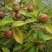 山茶果茶子果茶油果新鲜大量上市