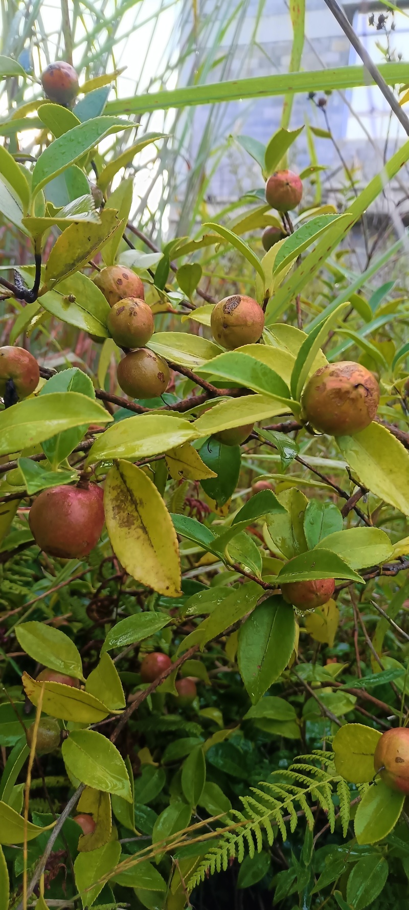 山茶果茶子果茶油果新鲜大量上市