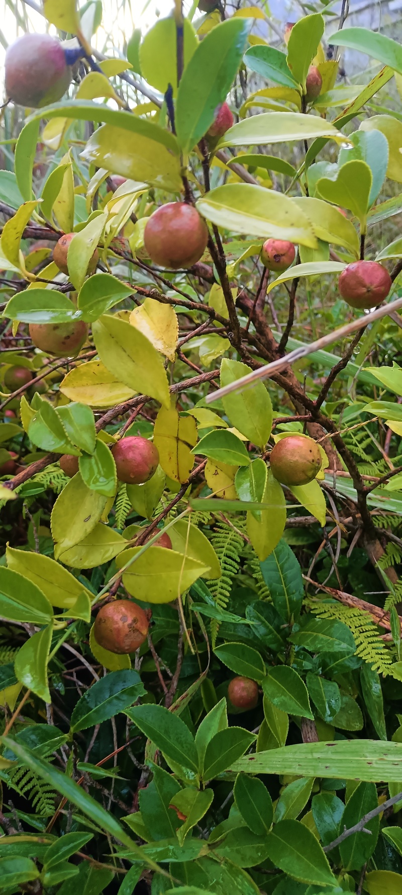 山茶果茶子果茶油果新鲜大量上市