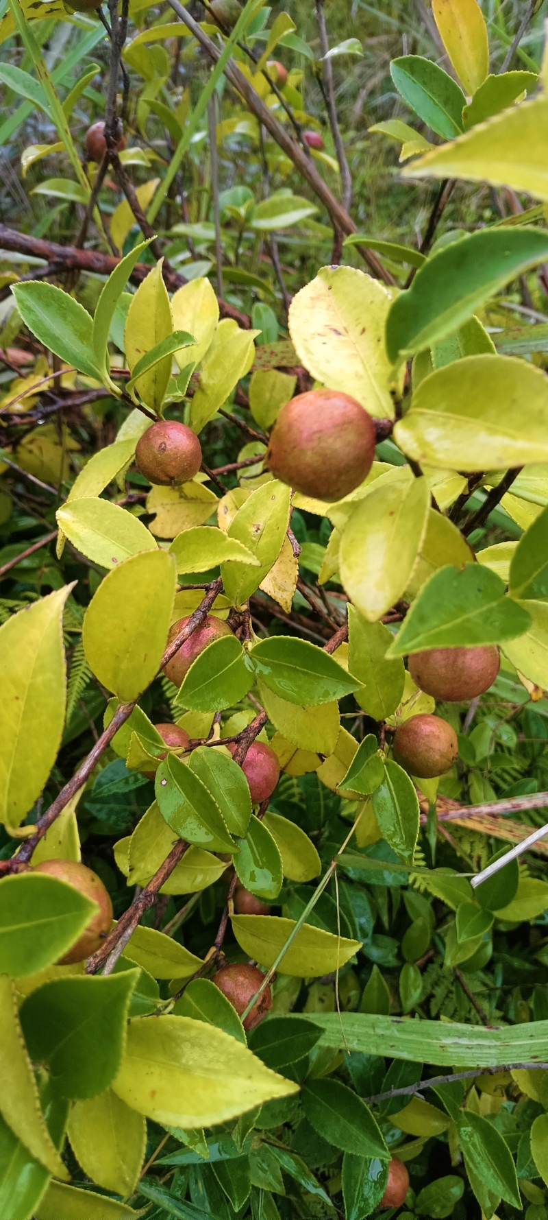 山茶果茶子果茶油果新鲜大量上市