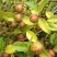 山茶果茶子果茶油果新鲜大量上市
