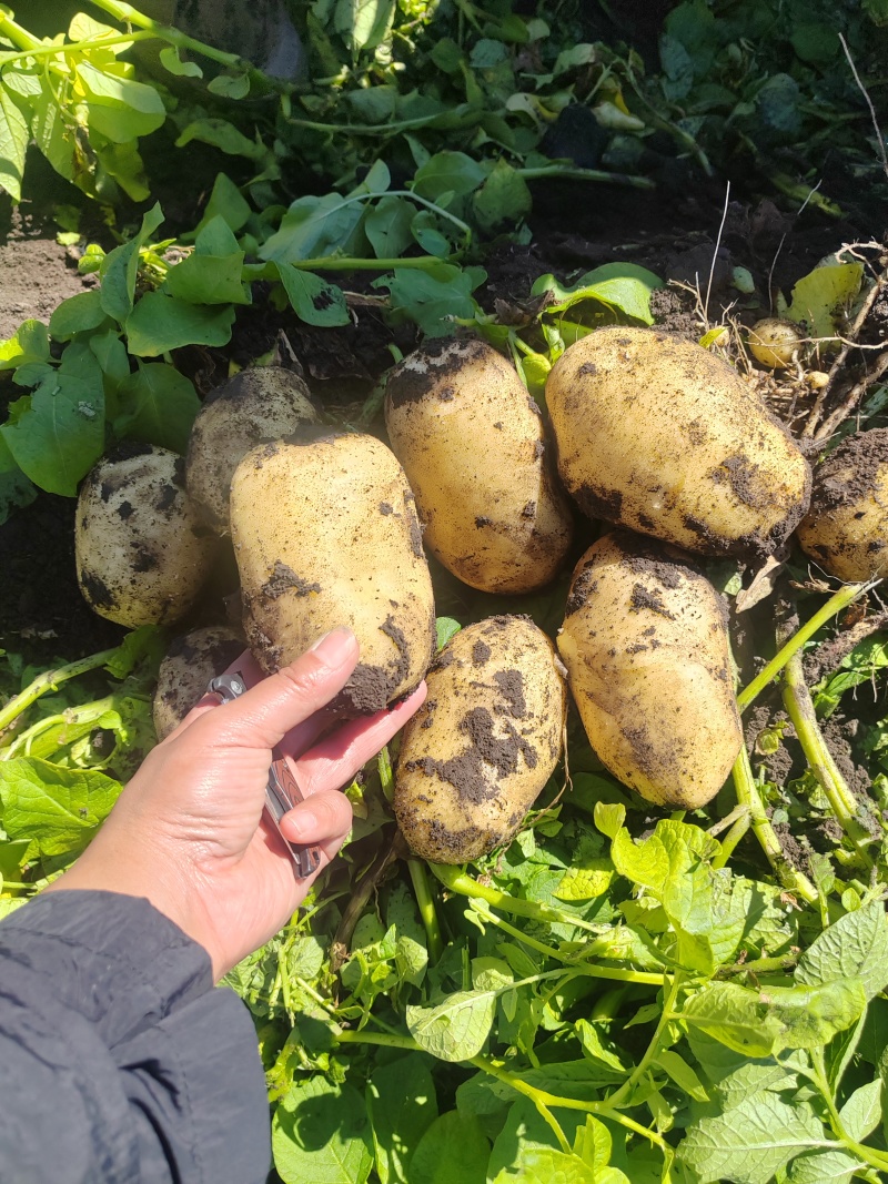 内蒙古土豆黄皮黄心土豆产地一手货源长期供货量大优惠