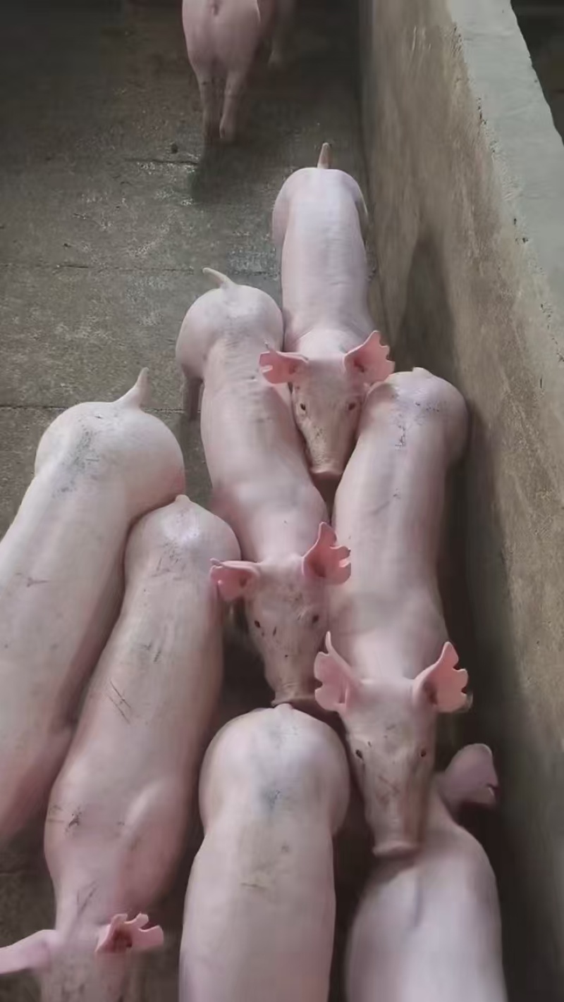 仔猪，太湖猪，大白种猪，长白猪，大小猪，母猪公猪，全国发