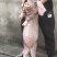 仔猪，太湖猪，大白种猪，长白猪，大小猪，母猪公猪，全国发