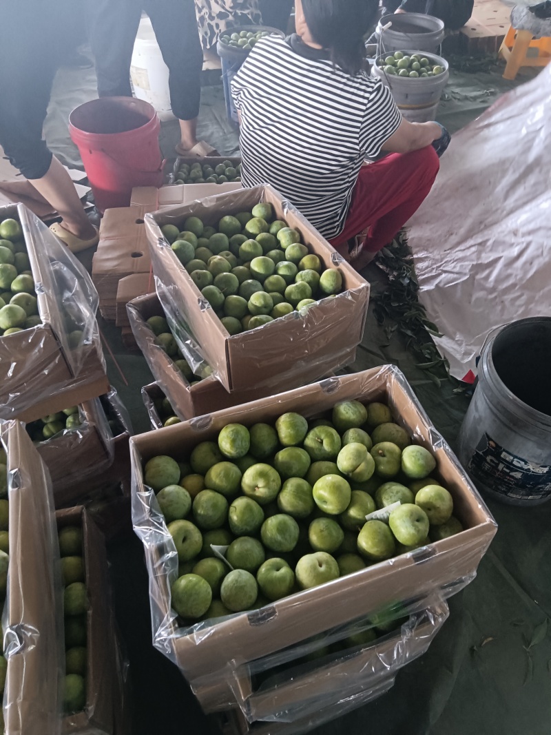 美一李子，产地直发，现采现发，量大从优，欢迎咨询