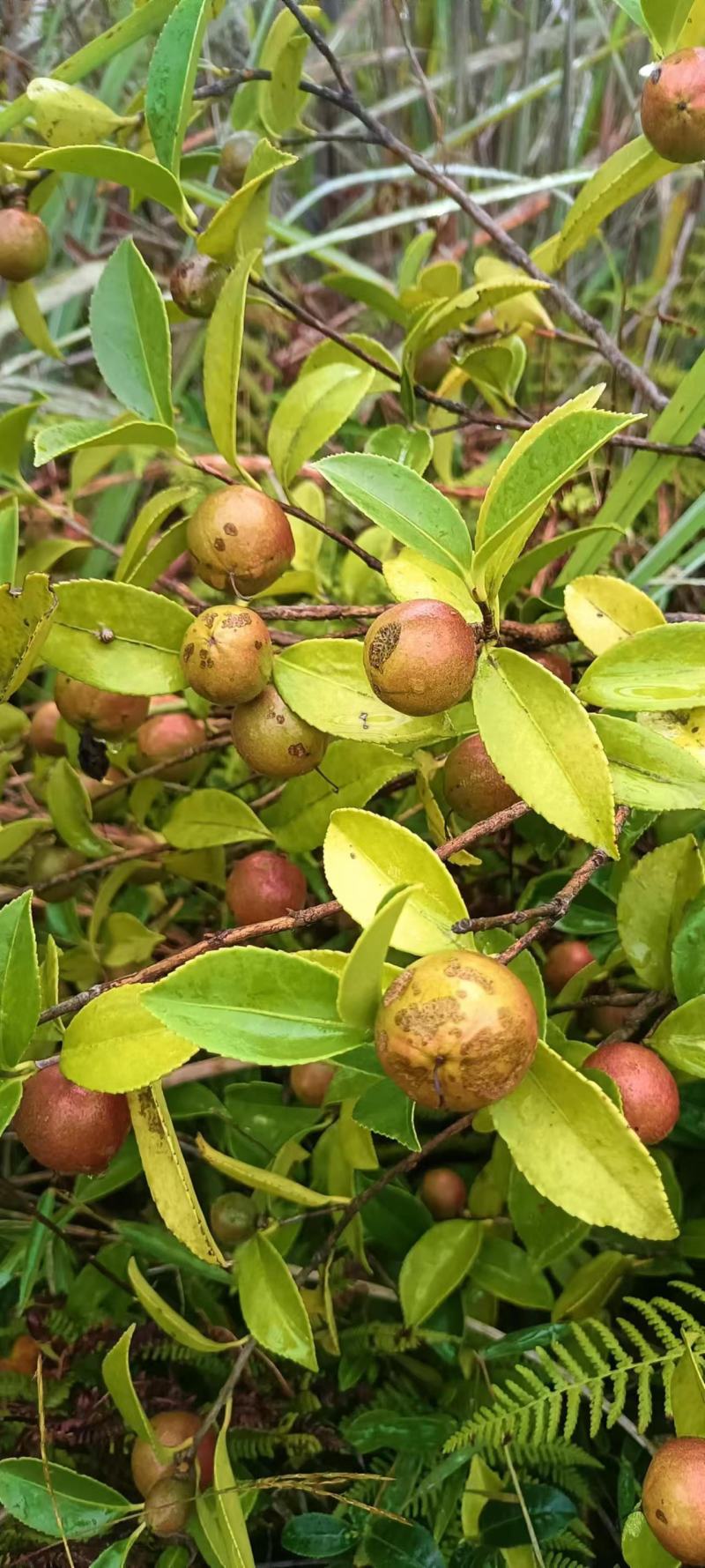 油茶果