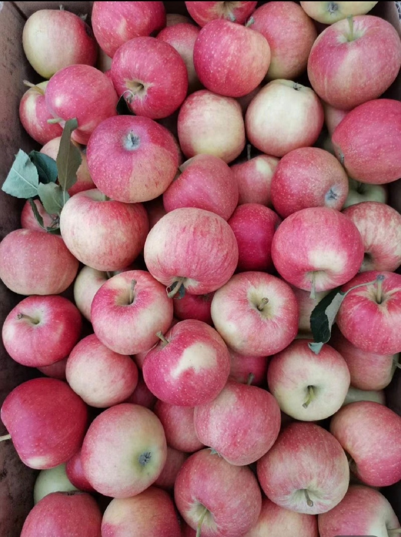 山西平遥【嘎啦苹果】脆甜可口皮薄，果肉细腻，果面光泽