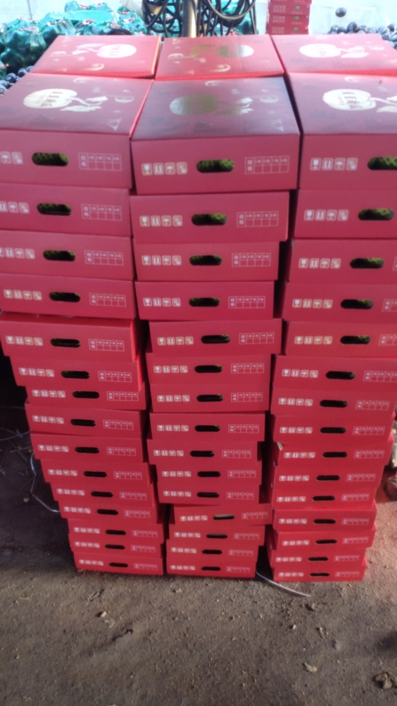 礼盒装贝贝南瓜，中秋送礼大酬宾