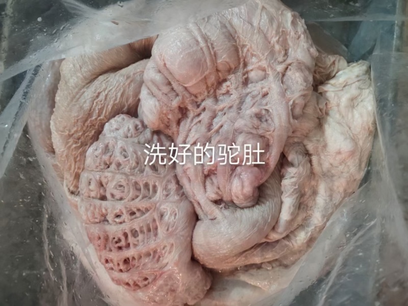 草原骆驼肚，一个20斤左右，干净无水，量大从优，对接全国