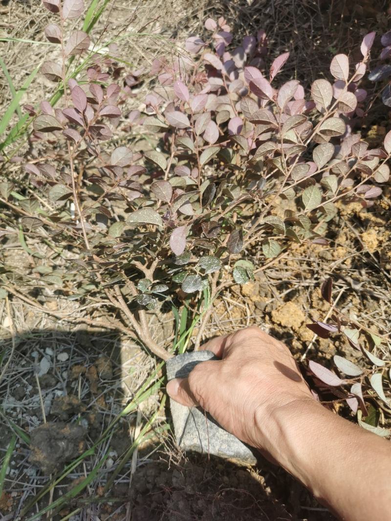 红花继木大杯苗
