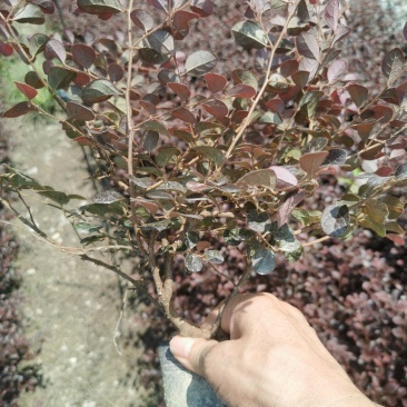红花继木大杯苗