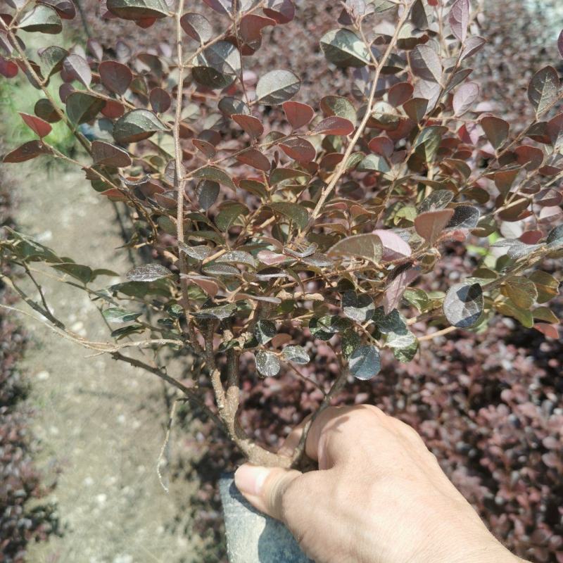 红花继木大杯苗