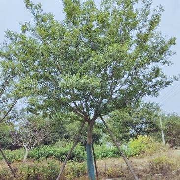 假植单杆朴树18-30大量供应，大规格也有