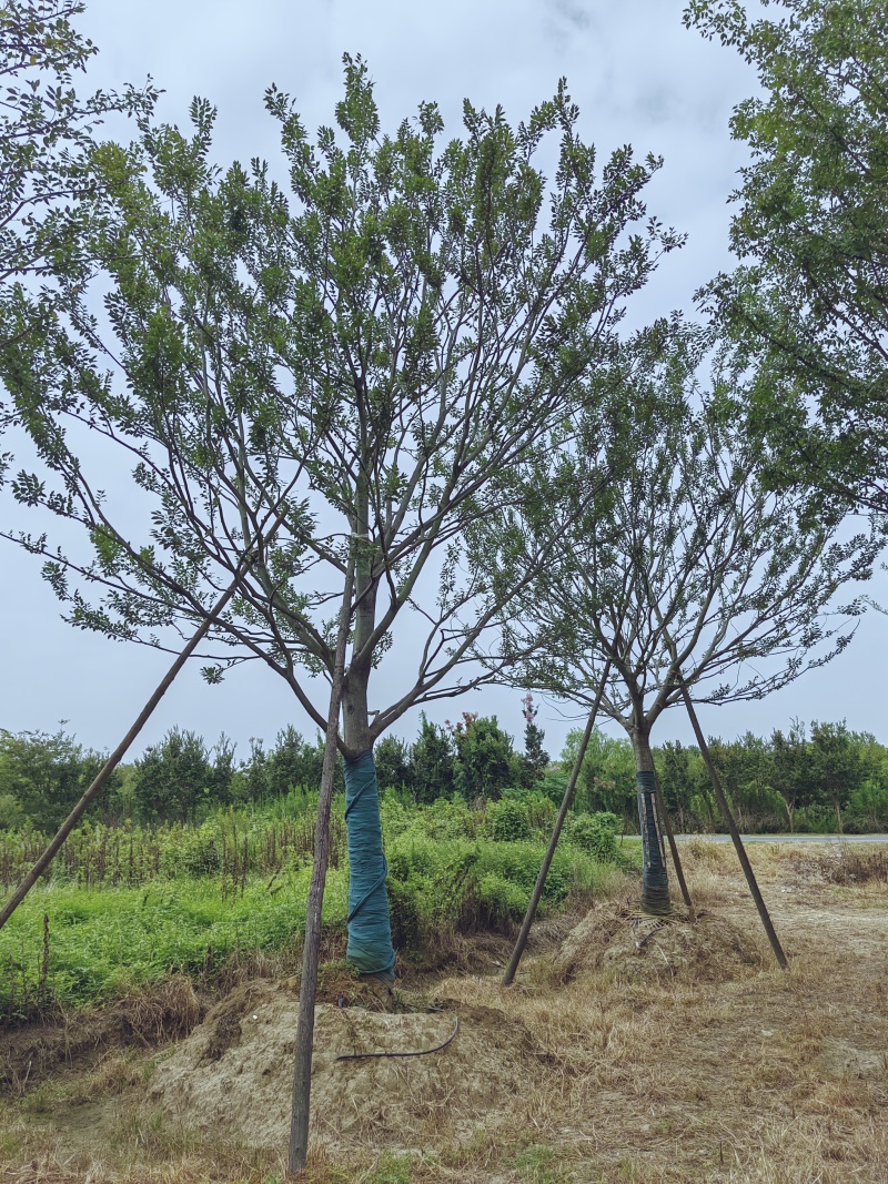 假植单杆朴树18-30大量供应，大规格也有