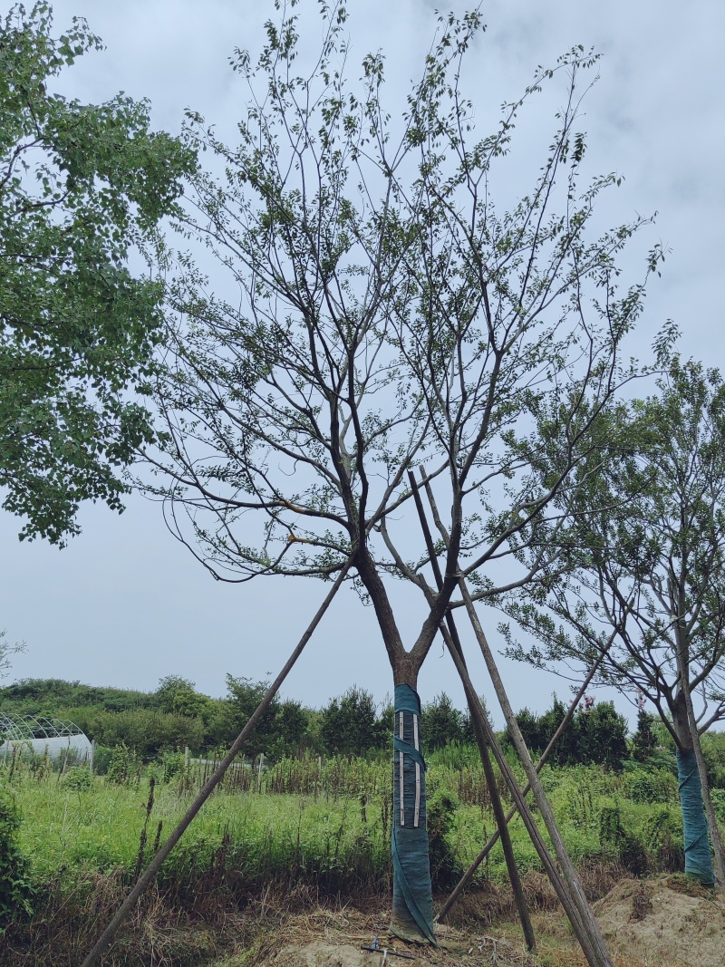 假植单杆朴树18-30大量供应，大规格也有